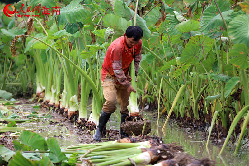 村民奮力拔起香芋。 人民網(wǎng) 孟凡盛攝