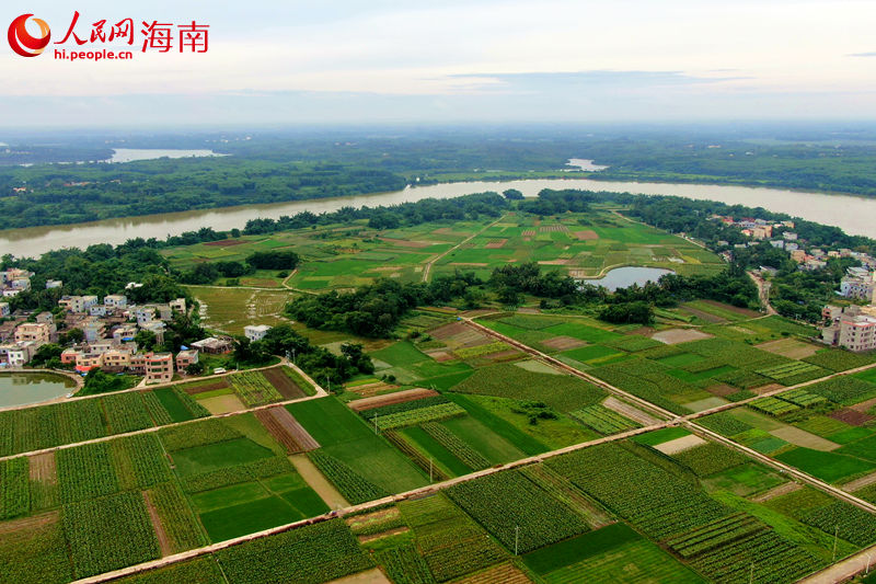 海口市龍華區(qū)五一村委會香芋種植面積約700畝。 人民網(wǎng) 孟凡盛攝