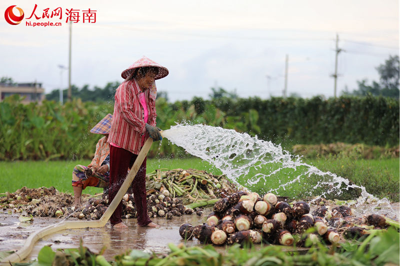 香芋在地里割斷莖稈后，村民用水清洗附著在香芋上的泥土。 人民網(wǎng) 孟凡盛攝