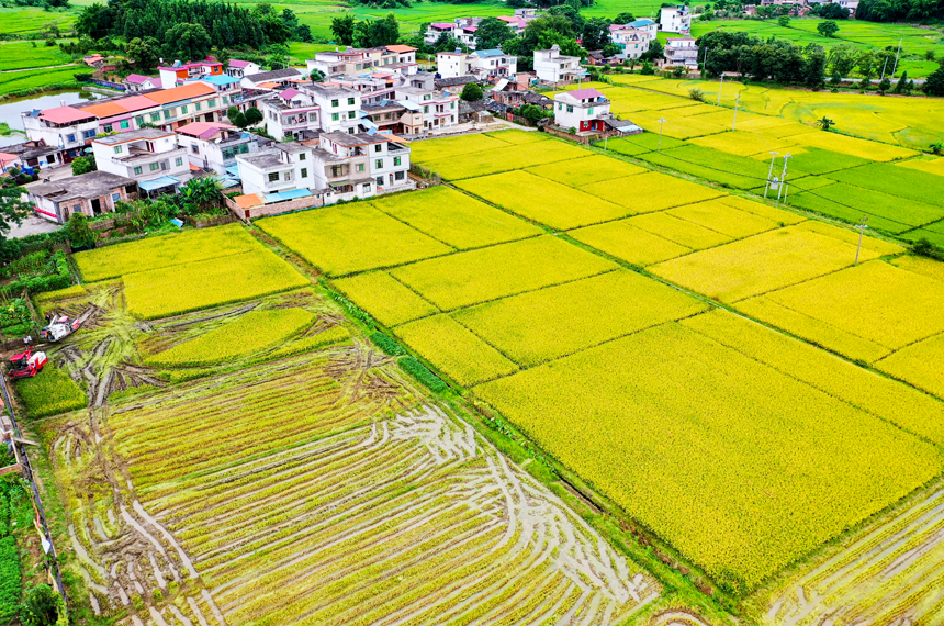 全南縣陂頭鎮(zhèn)早稻成熟，收割機(jī)在田間忙碌穿梭。李國(guó)強(qiáng)攝