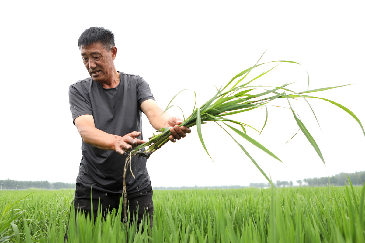 7月6日，于會懷在水稻田里除草。