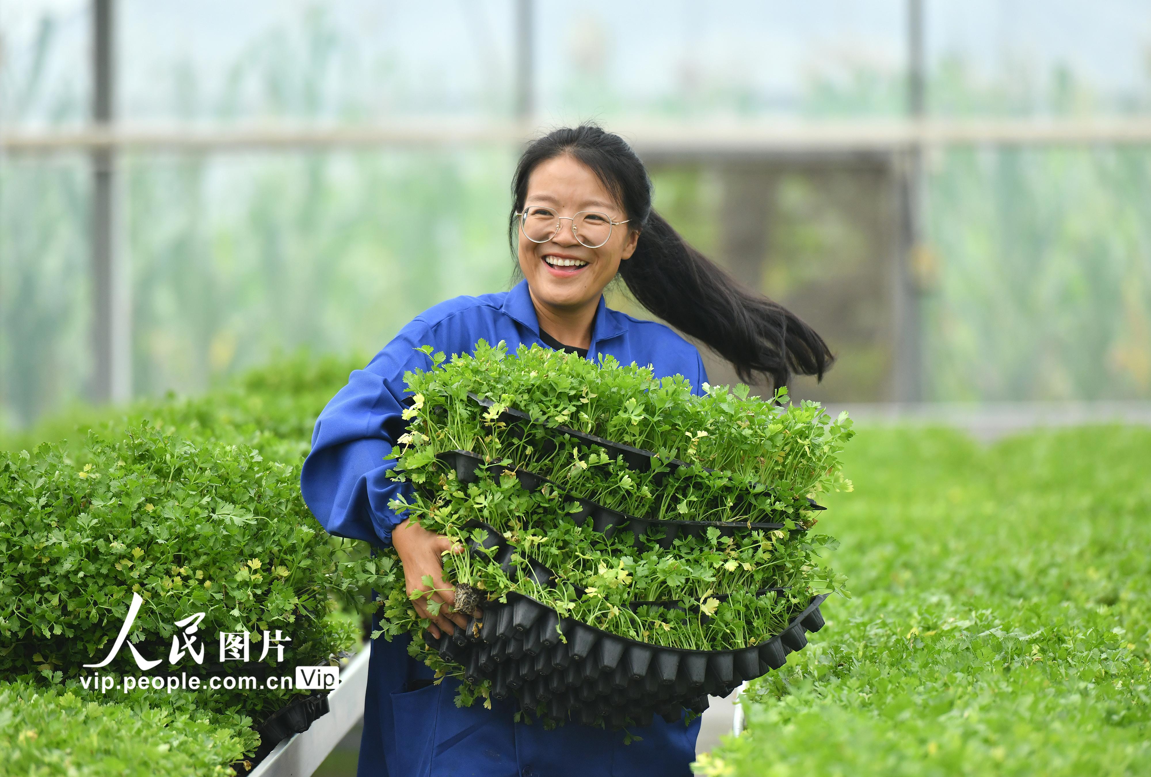 2022年7月26日，張莎莎在肅寧縣綠苑蔬菜專業(yè)合作社的育苗車間里搬運(yùn)蔬菜種苗。