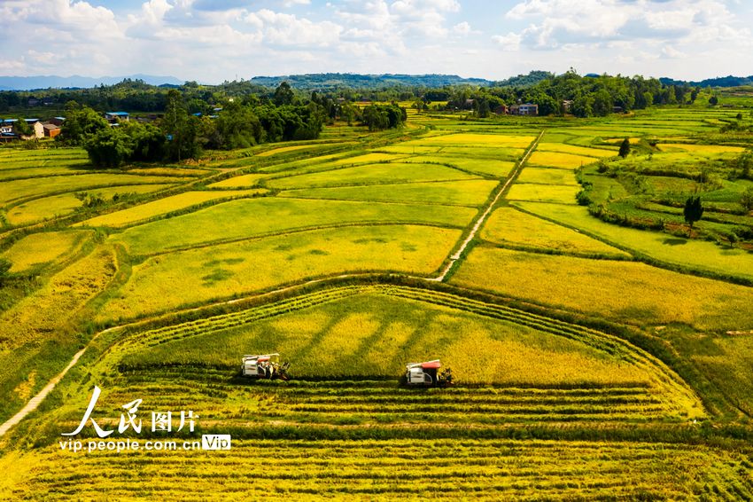 2022年8月7日，收割機(jī)在四川省廣安市廣安區(qū)恒升鎮(zhèn)龍橋村優(yōu)質(zhì)糧油產(chǎn)業(yè)園收割成熟的水稻。