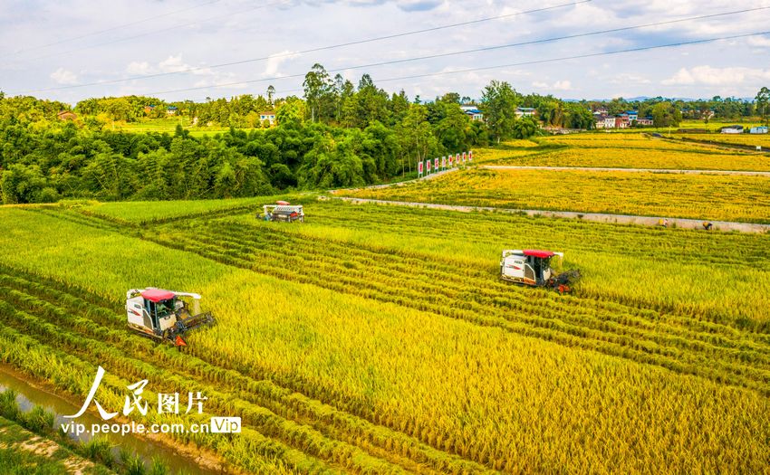 2022年8月7日，收割機(jī)在四川省廣安市廣安區(qū)恒升鎮(zhèn)龍橋村優(yōu)質(zhì)糧油產(chǎn)業(yè)園收割成熟的水稻。