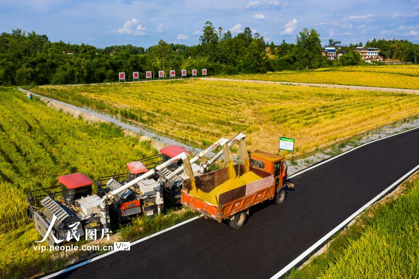 2022年8月7日，收割機(jī)在四川省廣安市廣安區(qū)恒升鎮(zhèn)龍橋村優(yōu)質(zhì)糧油產(chǎn)業(yè)園收割成熟的水稻。