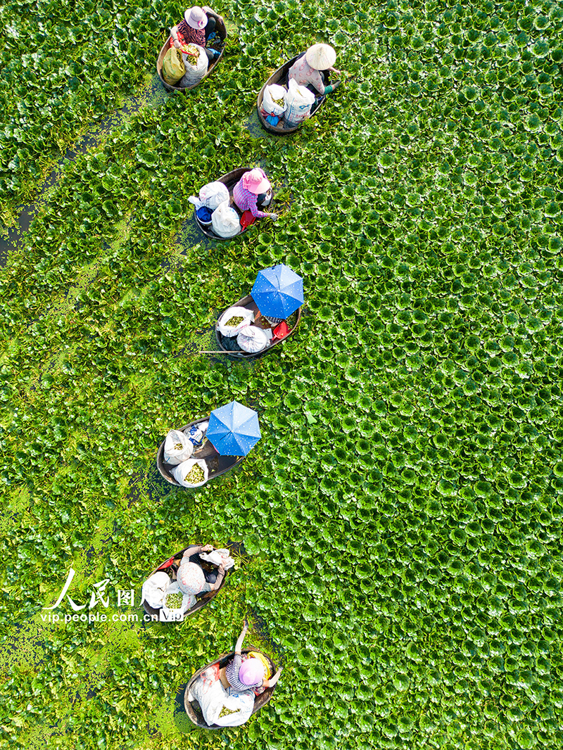 江蘇海安：生態(tài)菱角助農(nóng)增收致富【5】