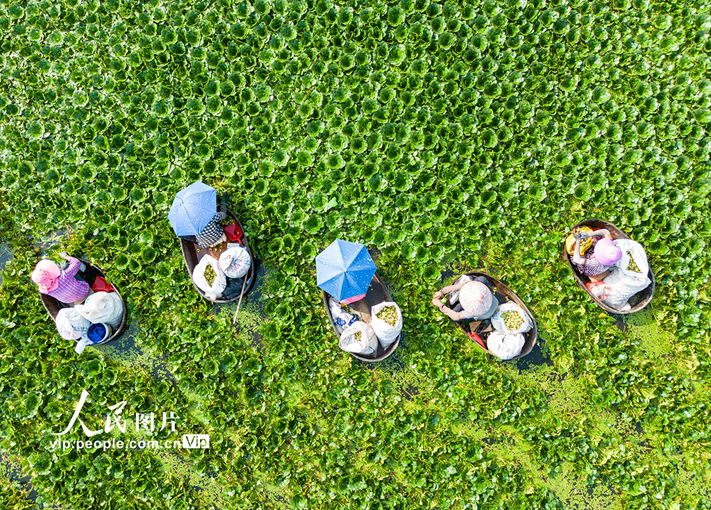 江蘇海安：生態(tài)菱角助農(nóng)增收致富【6】