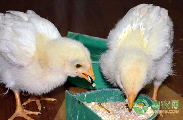 6个技巧雏鸡养殖技巧，可大大高雏鸡的成活率