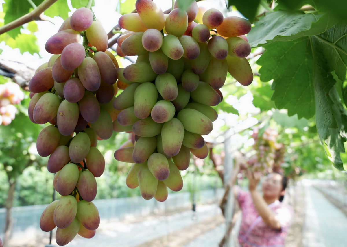 8月15日，卢龙县蛤泊镇鲍子沟村秦皇岛绿佳家庭农场主邢艳丽在大棚内采摘葡萄。