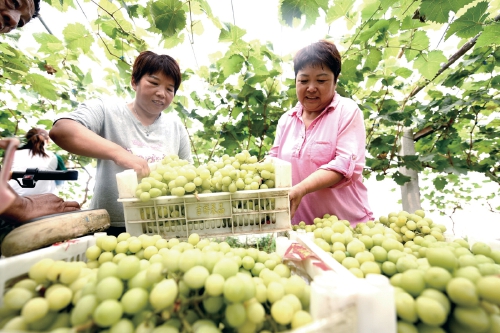 “陽光玫瑰”種植助增收