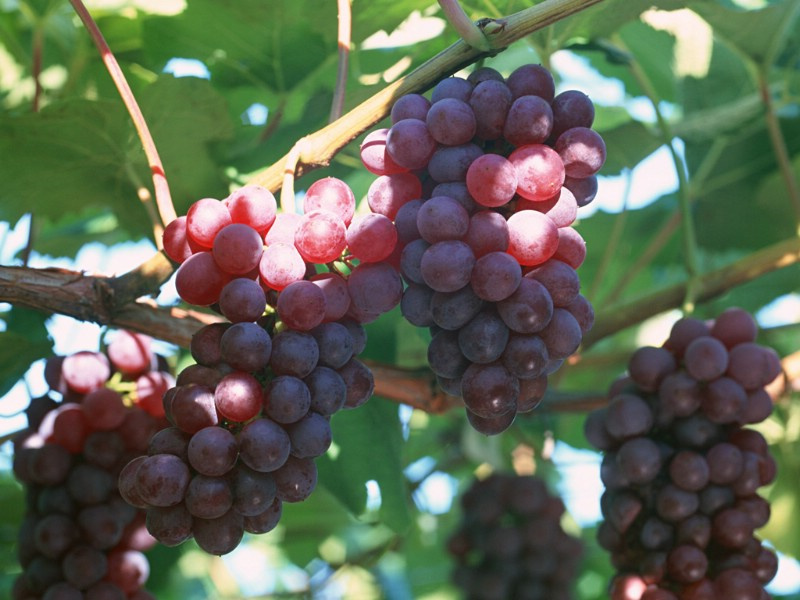 photograph_fruit_grape_43683_m.jpg