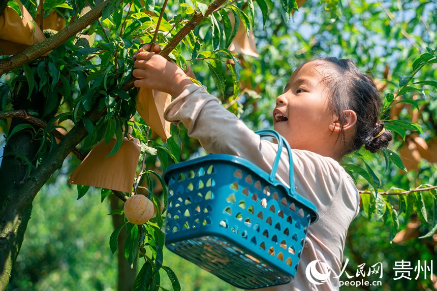 孫源才的女兒在為游客采摘金秋李。人民網(wǎng) 涂敏攝