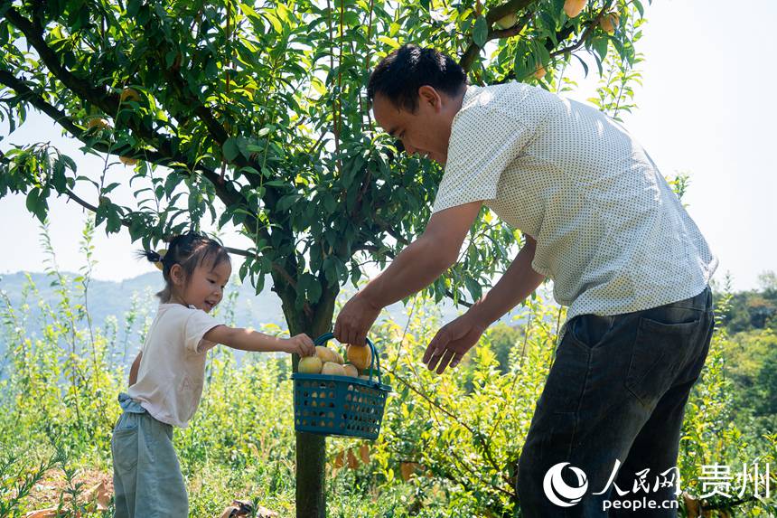 孫源才和他的女兒為游客采摘金秋李。人民網(wǎng) 涂敏攝