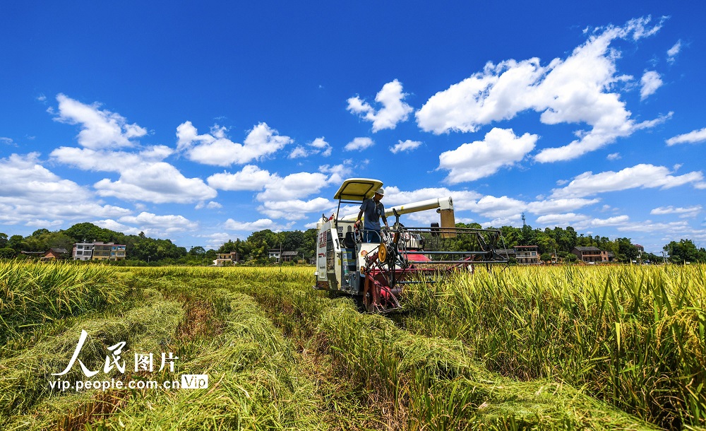 2022年8月22日，湖南省常寧市勝橋鎮(zhèn)港子口村農(nóng)民駕駛收割機(jī)在收割水稻。