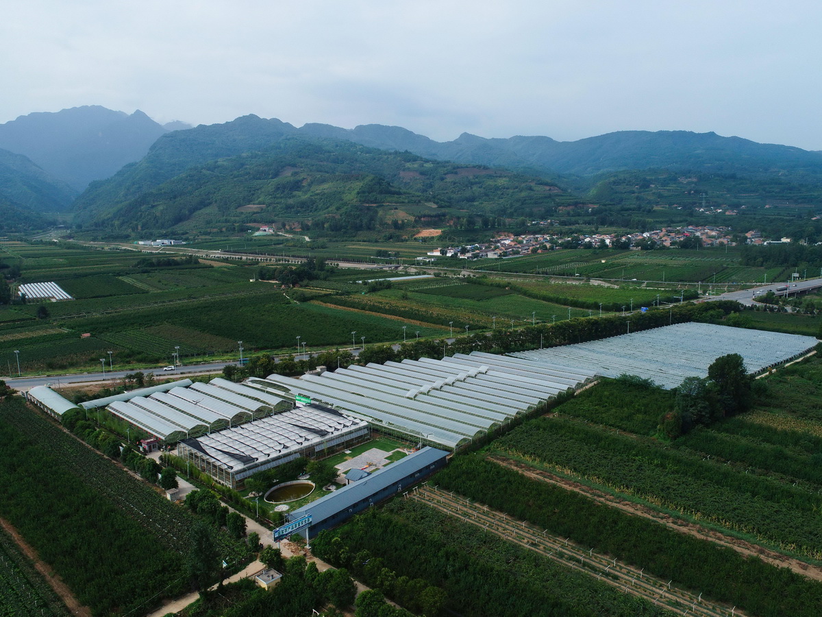 8月19日拍攝的西安市鄠邑區(qū)一處葡萄種植園（無人機照片）。