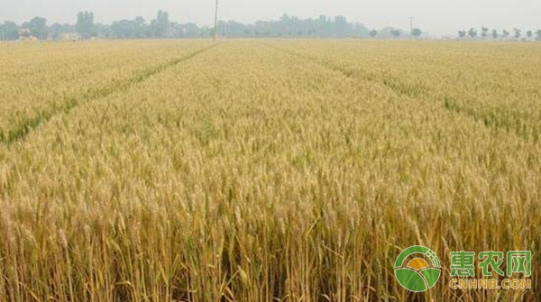 5种储存小麦时的防虫方法