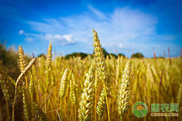 5种储存小麦时的防虫方法