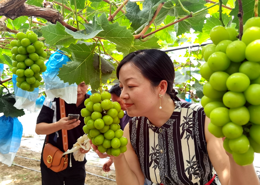 “陽光玫瑰”葡萄顆顆青綠，飽滿緊實。陳誠攝