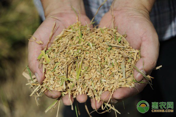 水稻种子冬季储存方法及防护要点