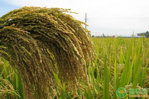 水稻种子的储存