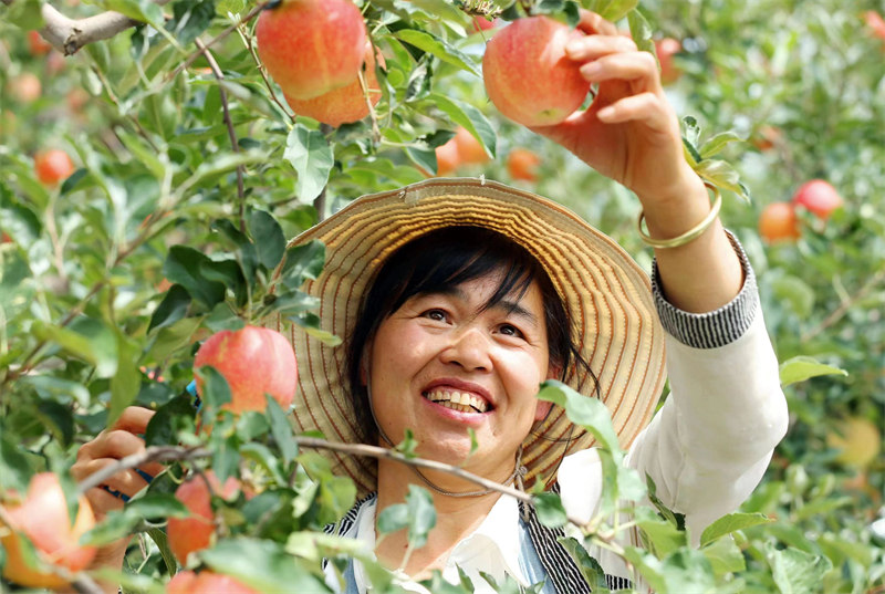 近日，陜西省合陽(yáng)縣甘井鎮(zhèn)的蘋(píng)果迎來(lái)豐收，已有超3萬(wàn)件蘋(píng)果被銷(xiāo)往全國(guó)各地。雷現(xiàn)榮 攝