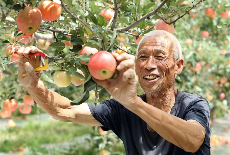 近日，陜西省合陽(yáng)縣甘井鎮(zhèn)的蘋(píng)果迎來(lái)豐收，已有超3萬(wàn)件蘋(píng)果被銷(xiāo)往全國(guó)各地。雷現(xiàn)榮 攝