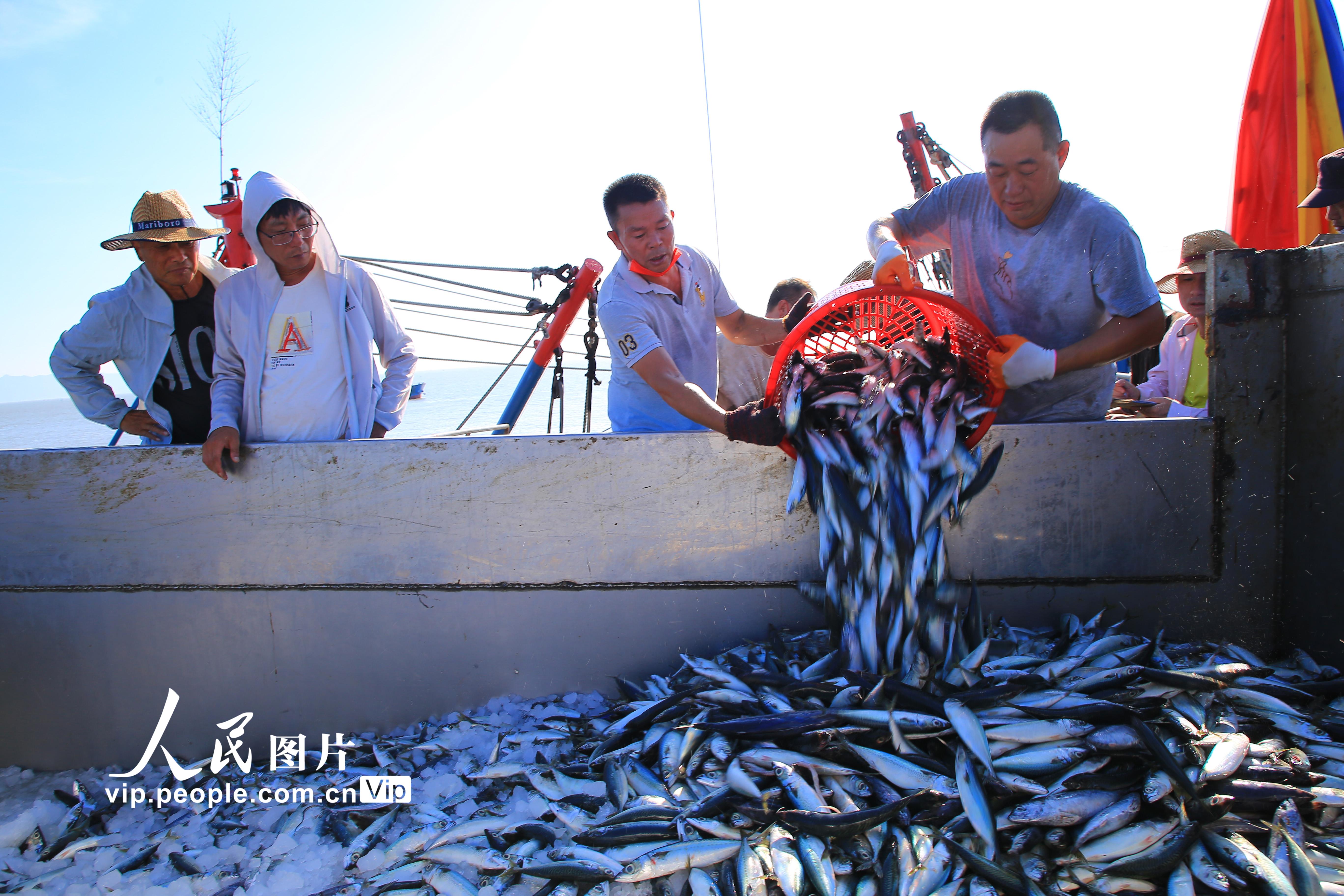 浙江玉環(huán)：秋汛豐收季 捕撈歸來魚滿倉【2】