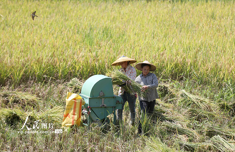 2022年9月2日，三江侗族自治縣良口鄉(xiāng)南寨村良力屯村民在收割稻谷。