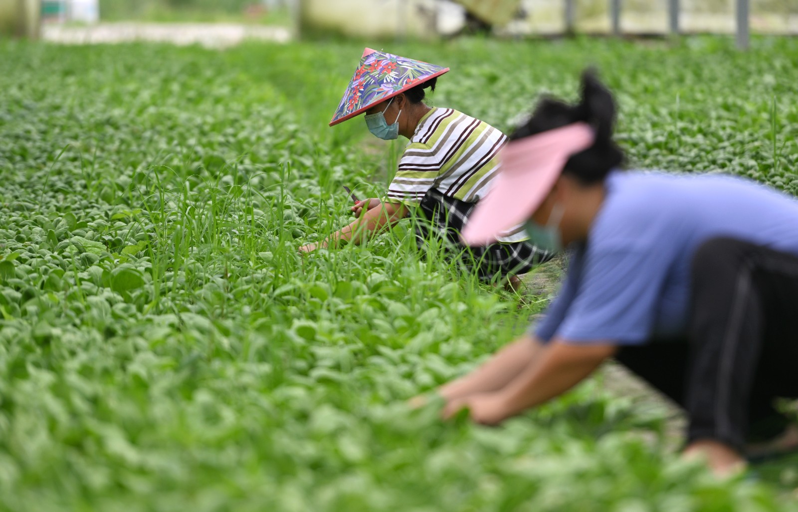 （經濟）（5）海南三亞農業生產不停工_1.jpg