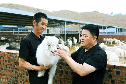 陕北白绒山羊专家工作站首席专家薛瑞查看羊子生长状况.jpg