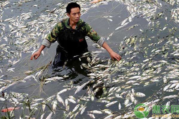 養(yǎng)魚技術：冬天來了，你的魚塘清理了么