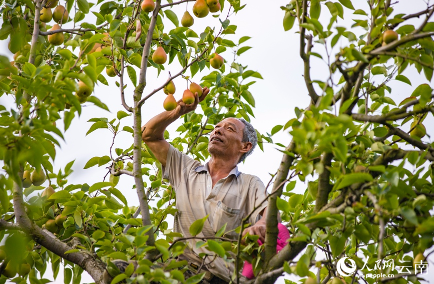 村民正在采摘魯沙梨。人民網(wǎng) 虎遵會(huì)攝