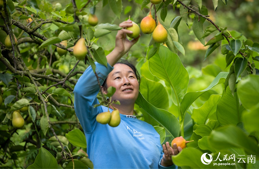 村民正在采摘魯沙梨。人民網(wǎng) 虎遵會(huì)攝