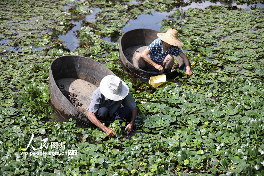 2022年9月11日，浙江省湖州市長興縣夾浦鎮(zhèn)太平橋村，村民們在劃著菱桶采摘菱角。