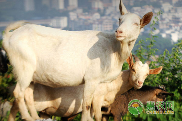 山羊養(yǎng)殖疫病防治技術(shù)要點有哪些？