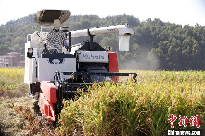 在貴州劍河縣南明鎮，農機手駕駛著收割機收割水稻?！罴颐?攝
