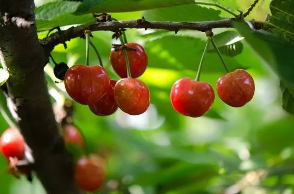 樱桃熟了 宜宾这6个地方可以摘樱桃了,超近