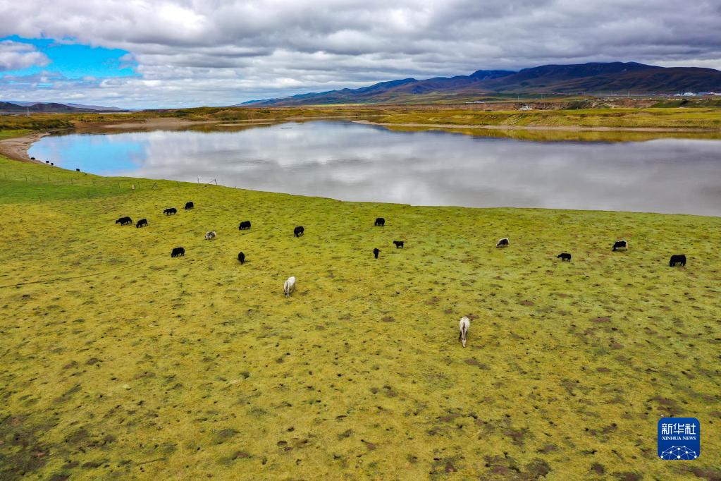 甘肅瑪曲：保護草原生態 涵養黃河水源