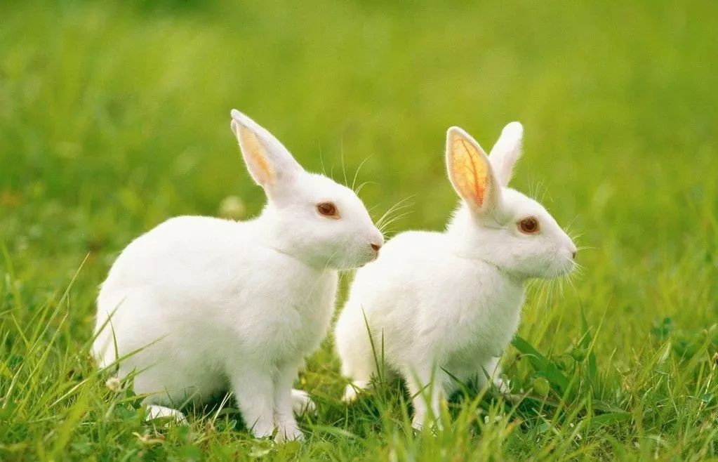 什么是兔便秘 兔便秘怎么治