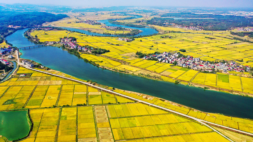 江西省宜春市上高縣新界埠鎮(zhèn)洲上村，稻田美景令人陶醉。（陳旗海 攝）