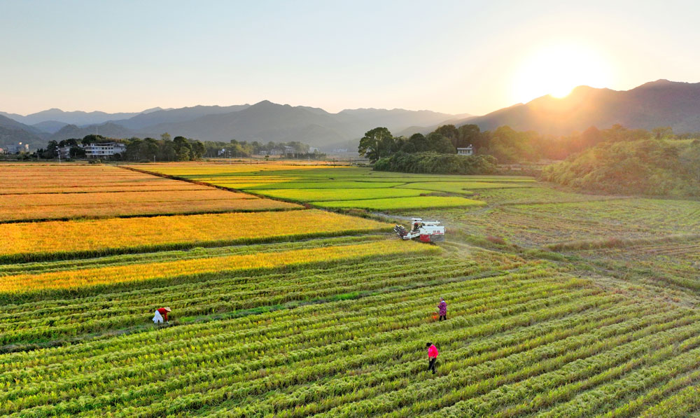 湖南省常寧市洋泉鎮(zhèn)洋泉村，晚稻進(jìn)入成熟期，村民搶抓晴好天氣駕駛收割機(jī)收割秋糧。（劉東華 攝）