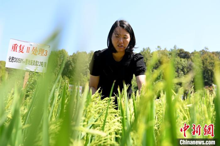 梁永英巡查水稻長(zhǎng)勢(shì)?！埥鸫?攝