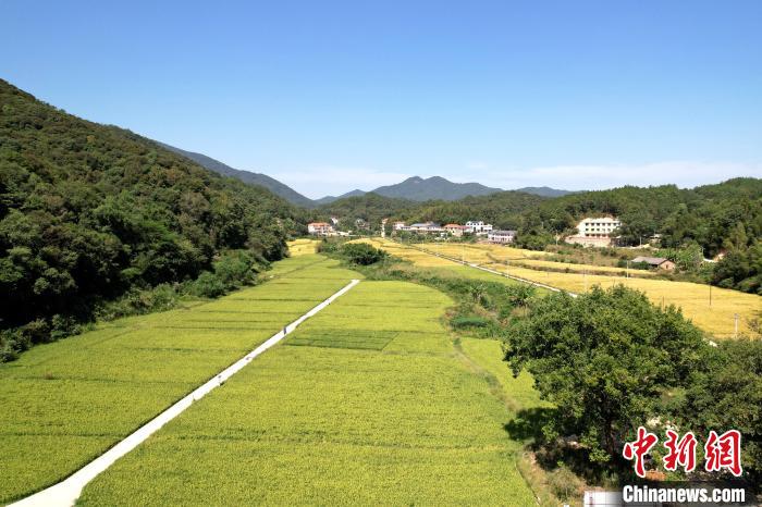 梁永英在軍聯(lián)村的水稻種植基地。　張金川 攝