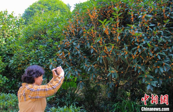 桂林桂花盛放香滿城小桂花“開”出億元大產(chǎn)業(yè)