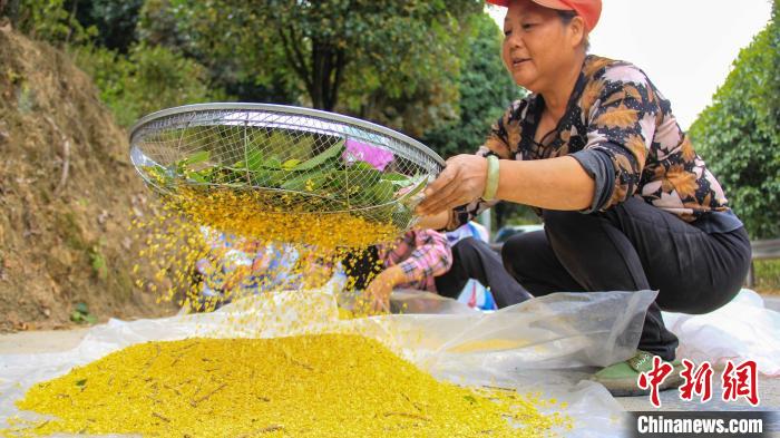 圖為桂林市臨桂區(qū)五通鎮(zhèn)一名農(nóng)戶在采集鮮桂花。　楊宗盛 攝