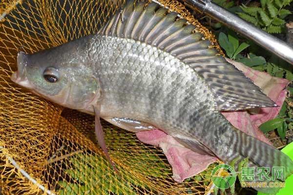 羅非魚肝膽綜合癥有啥癥狀？如何防治羅非魚肝膽綜合癥？