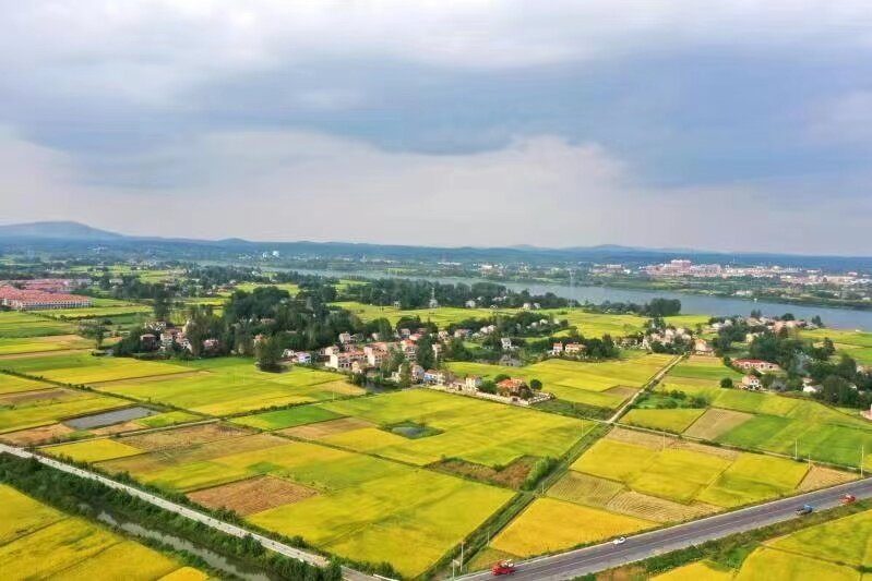 圖為安陸市煙店鎮(zhèn)白店大畈糧食豐收景象 （楊鵬程 攝）