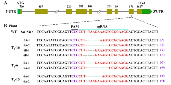 圖1 CRISPRCas9介導編輯小麥TaCER1-6A基因_副本.jpg