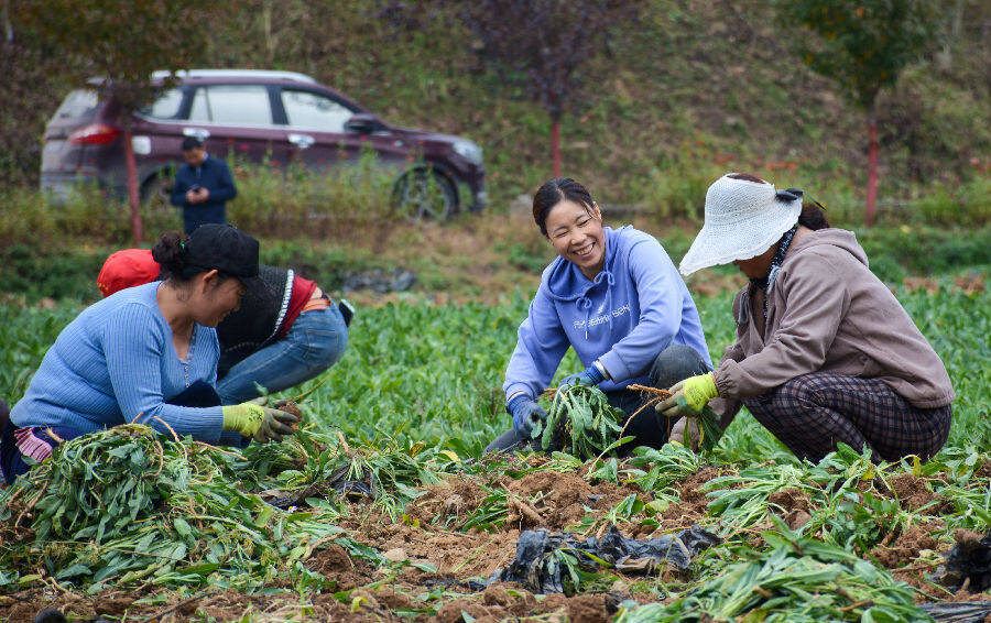 農(nóng)戶正在分揀板藍(lán)根（陳昉昉 攝）