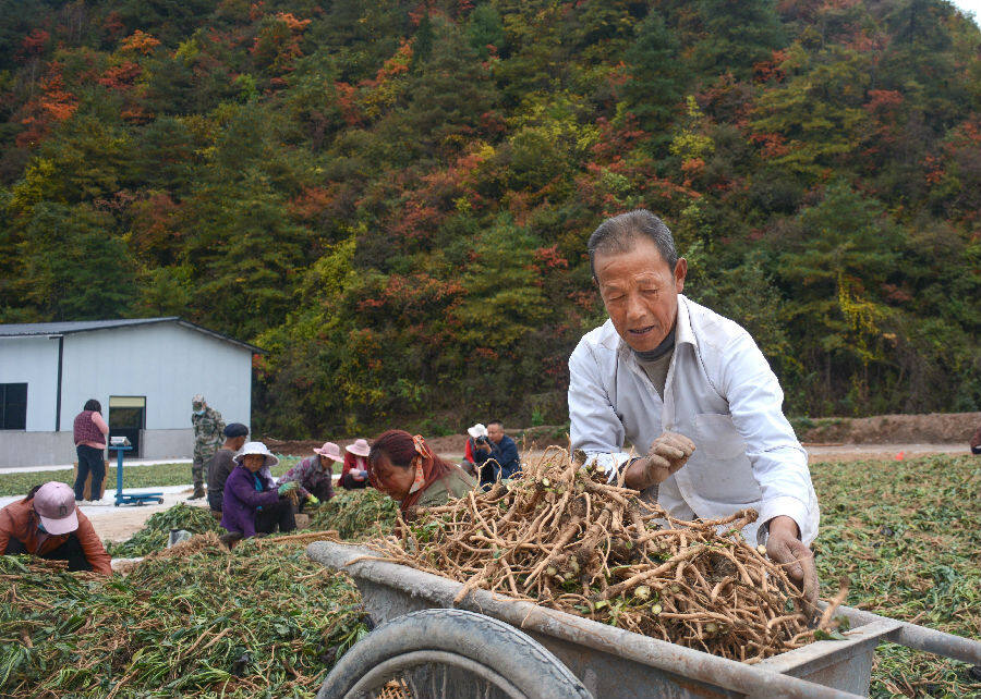 把根茎和叶分离好的板蓝根运输到晾晒场。（陈昉昉 摄）